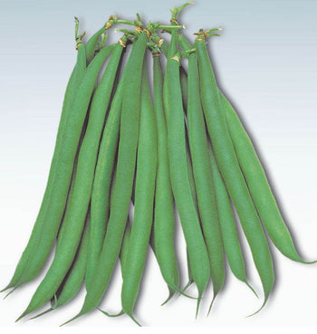 BN118 Masai Bush Beans